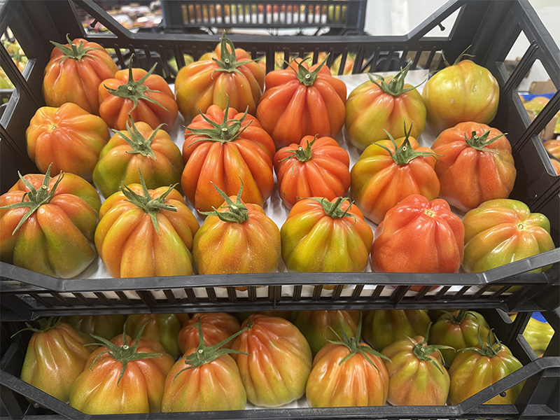 Pomodoro Cuore di Bue verdi monostrato Piemonte 2,50 € al chilo